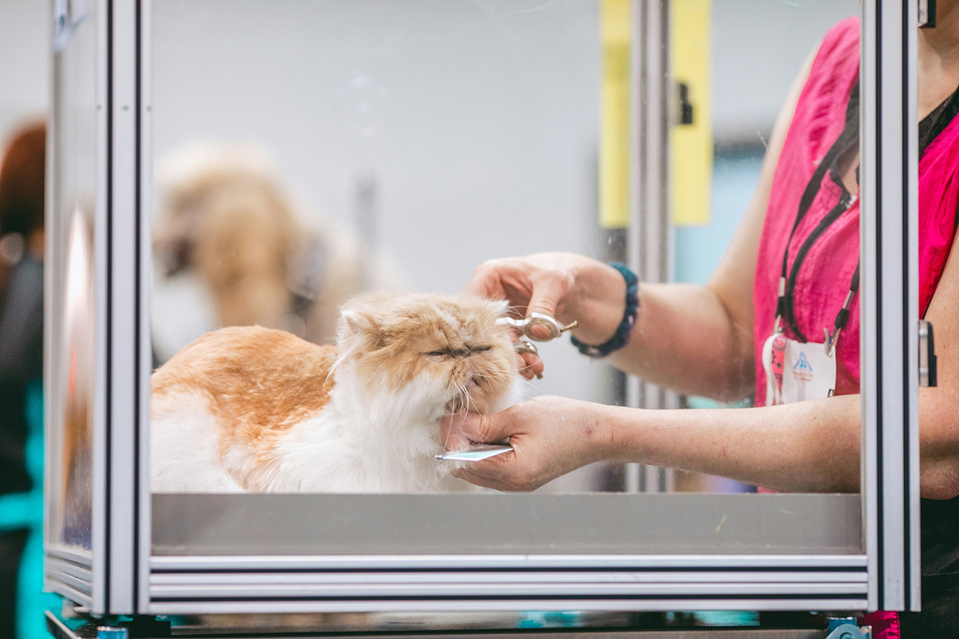 Bella & Bruno Grooming Co.