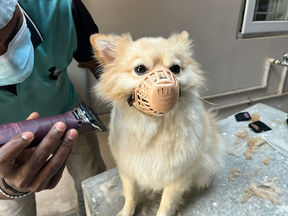 The Wagging Tail Grooming Studio