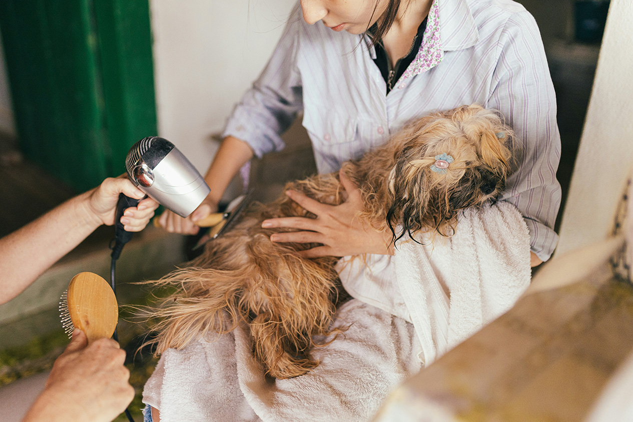 Alderwood Pet Grooming Studio